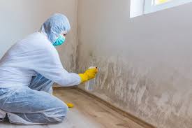 Trusted Willits, CA Mold Removal Experts